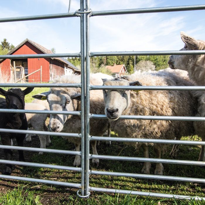 Sheep gate 2.0 m