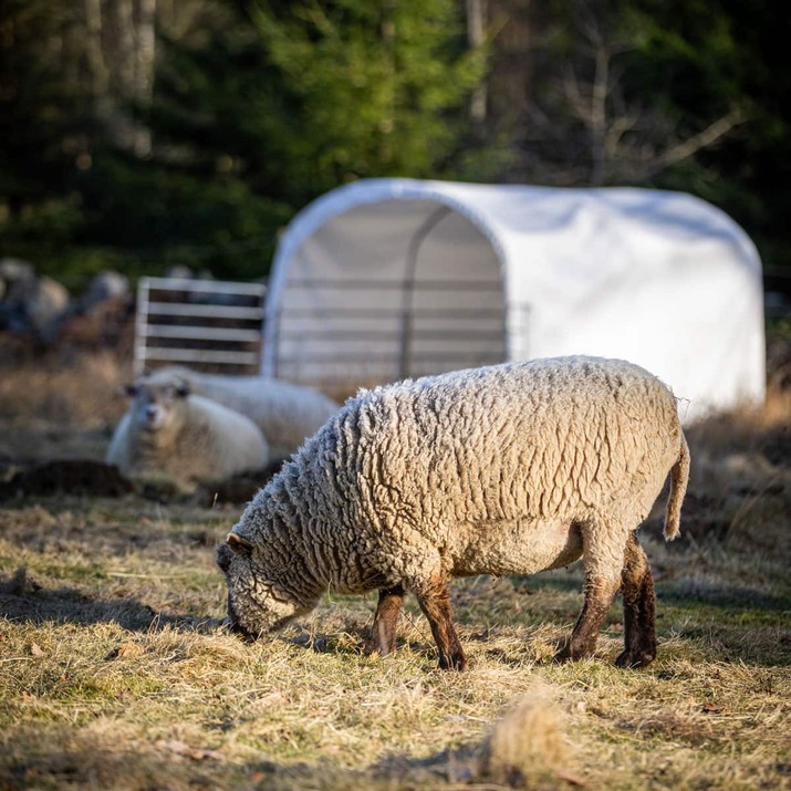 Wind shelter for sheep