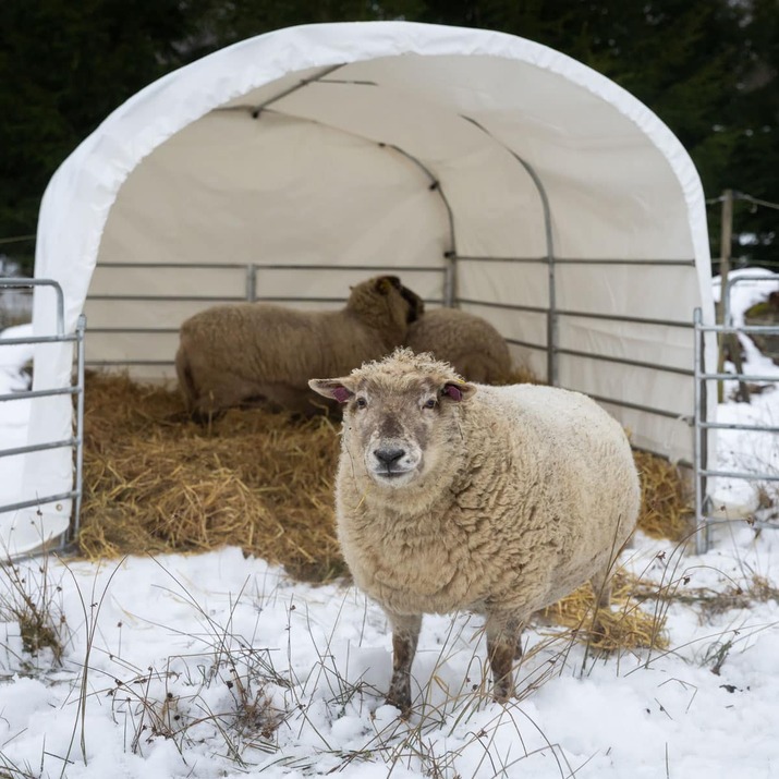 Wind shelter for sheep