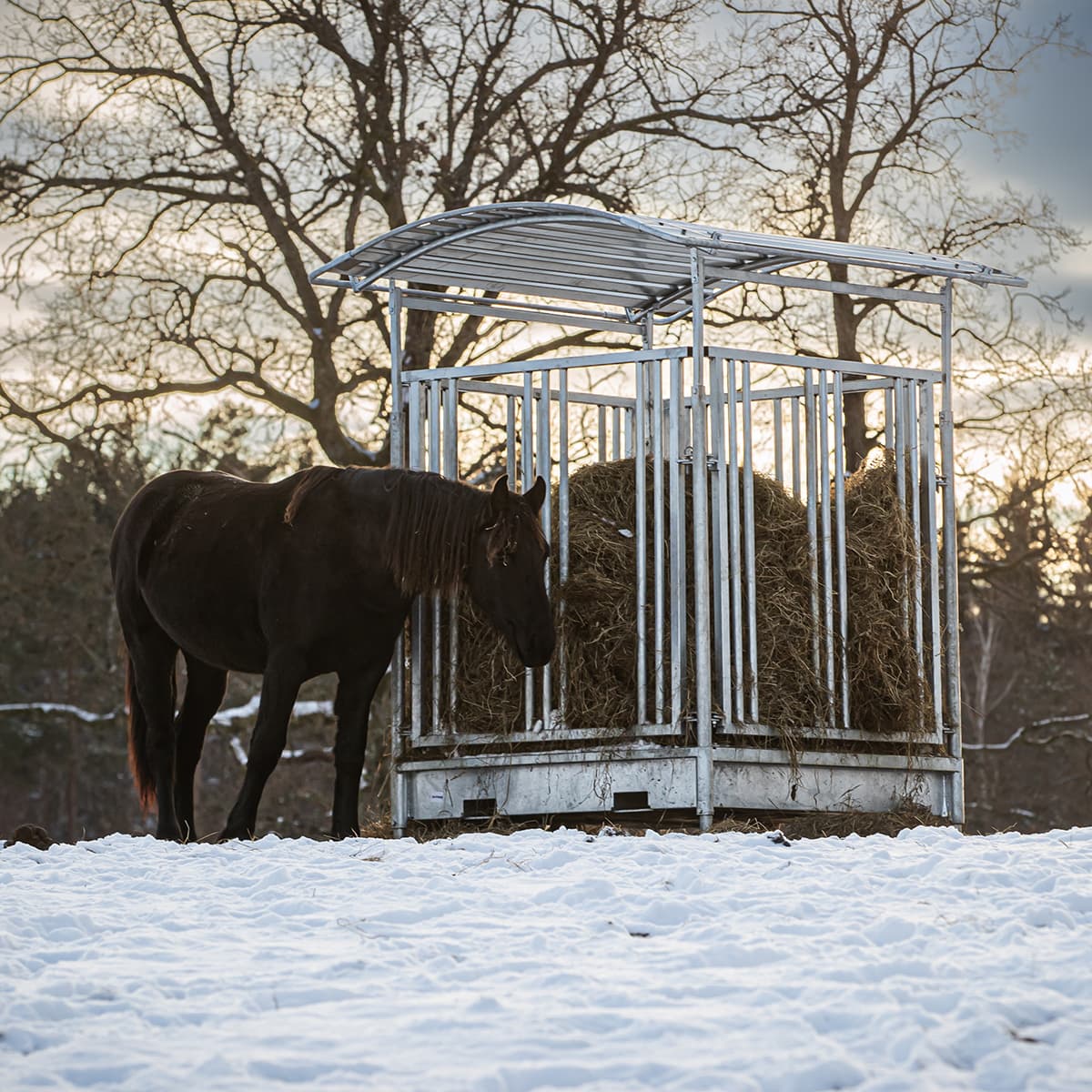 Feeder with grille gate for horses, 8 openings