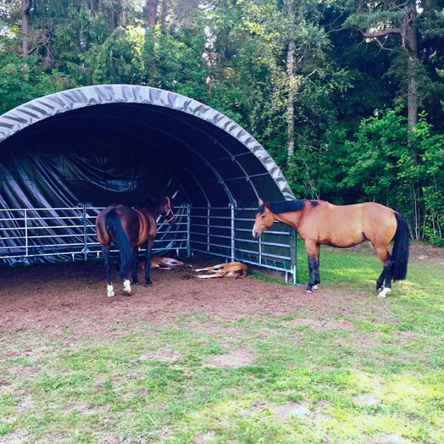 Wind shelter 6 x 6 m