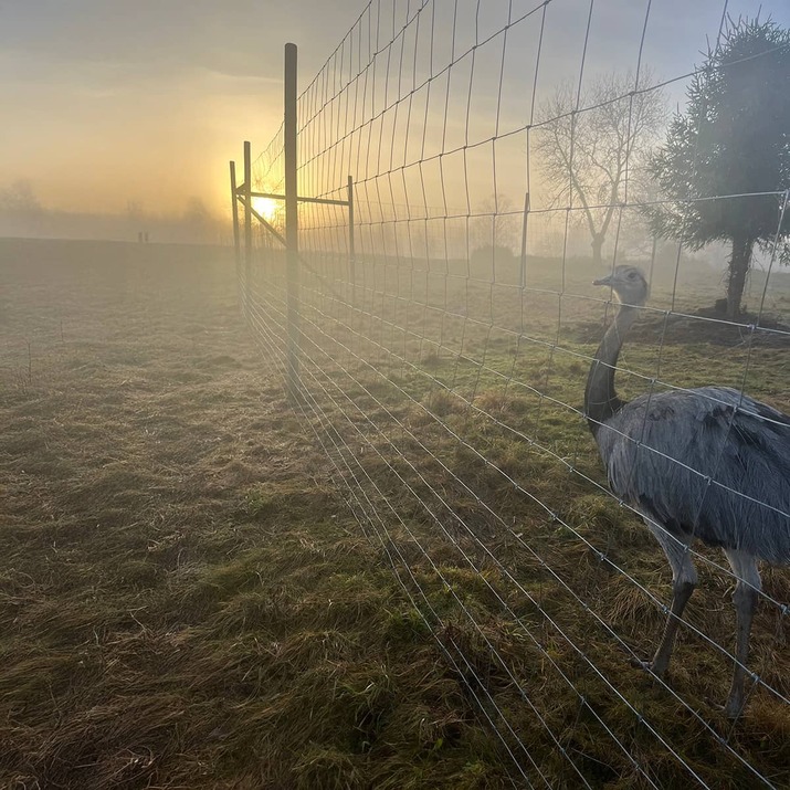 Wildlife fencing