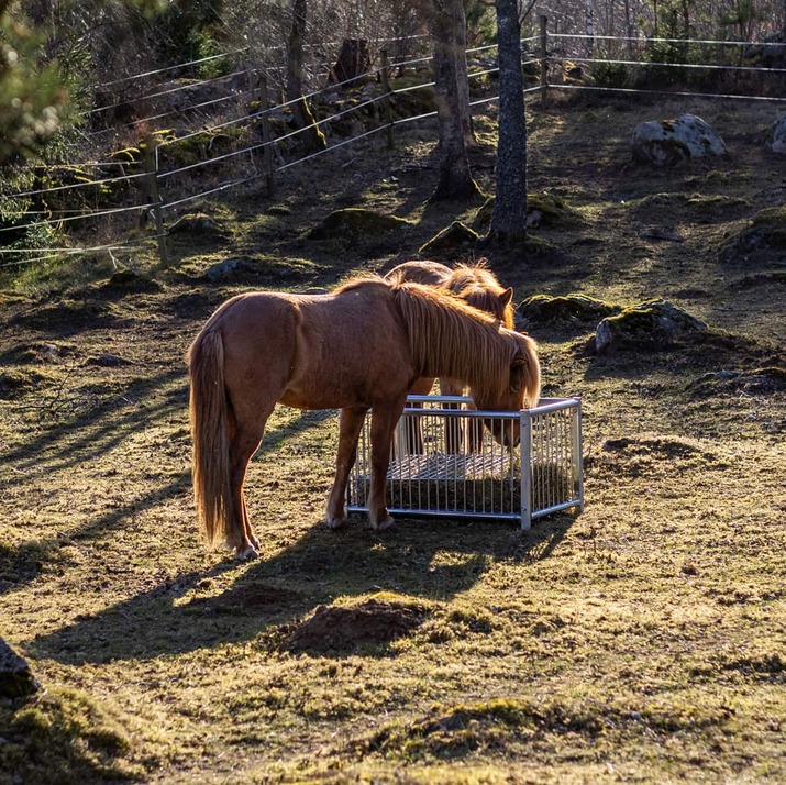 Feeder box for horses