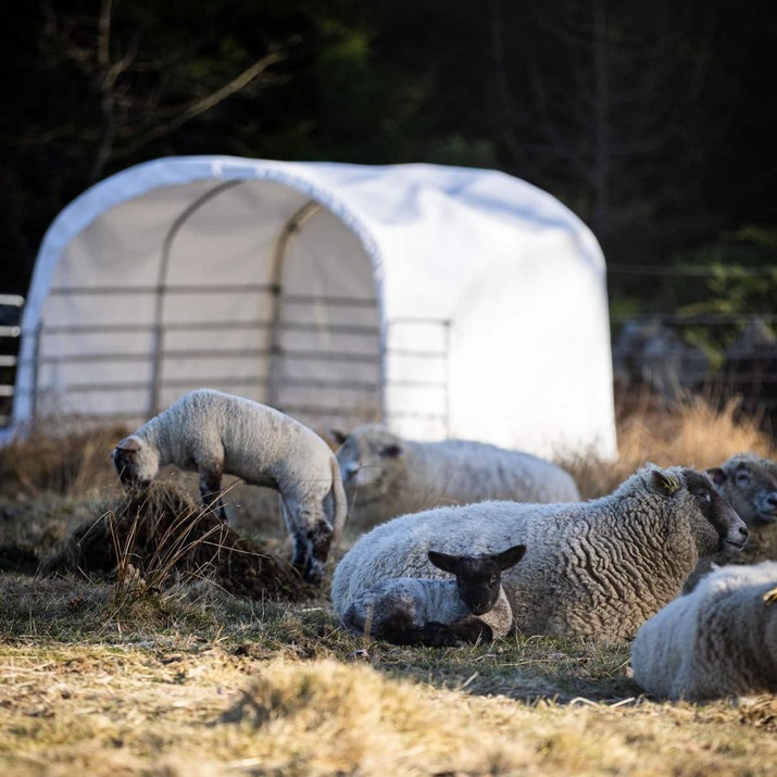 Wind shelter for sheep