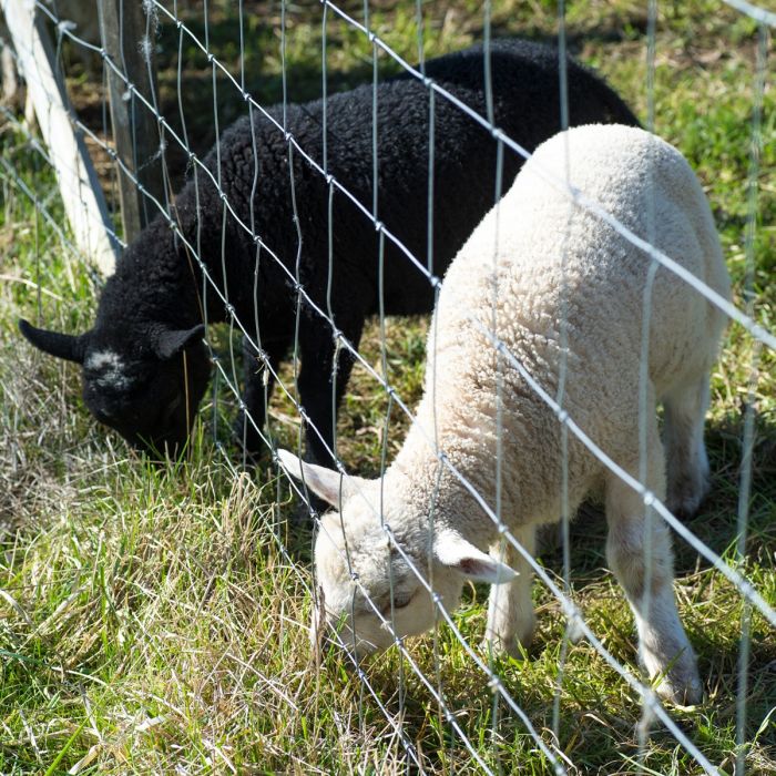 Sheep fencing 100 m x 0,90 m x 2/2,5 mm