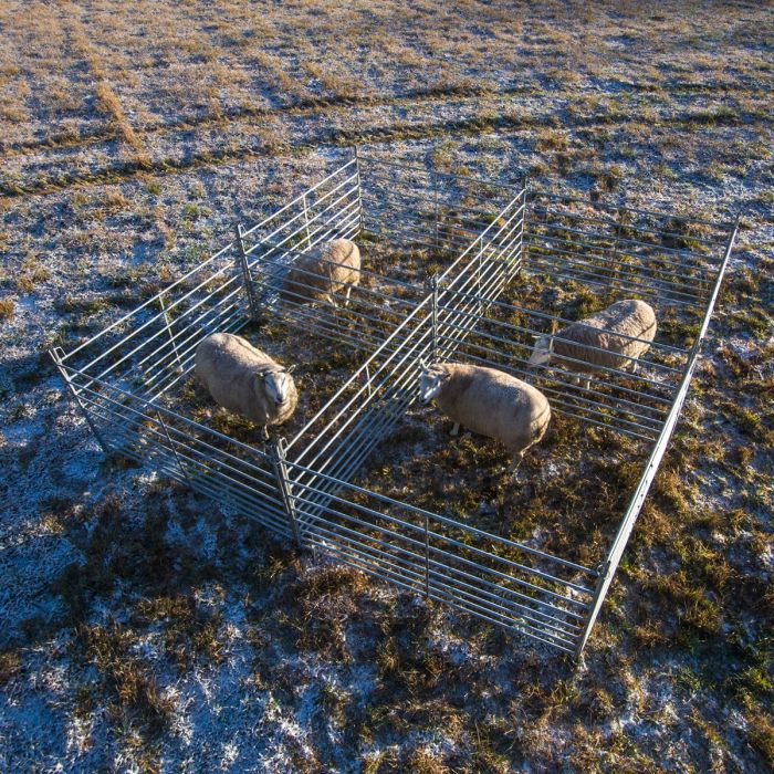 Sheep gate 2.0 m