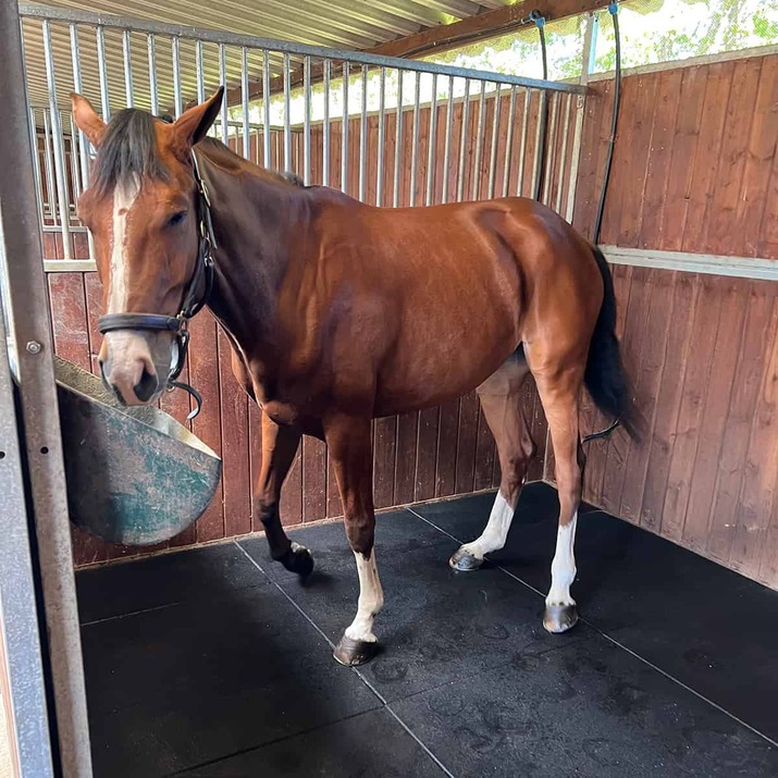 Stable mat 20 mm, 1 x 1 m