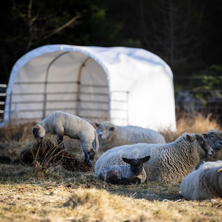 Wind shelter for sheep
