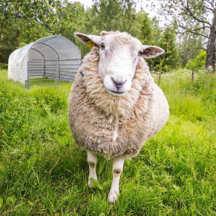 Wind shelter for sheep