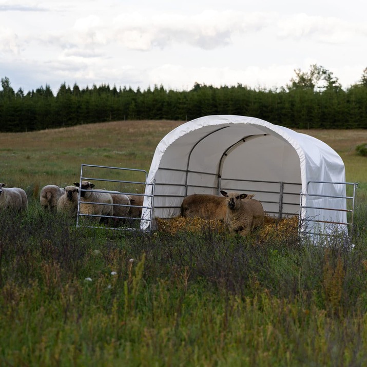 Wind shelter for sheep