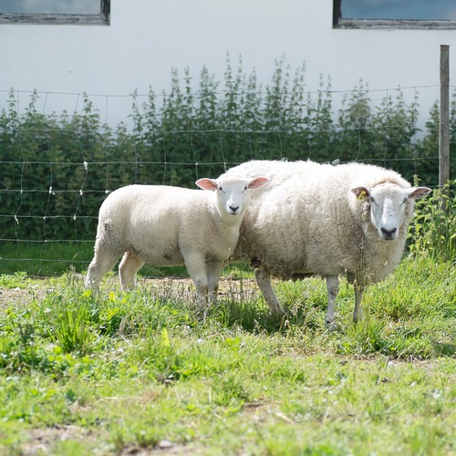 Sheep fencing 100 m x 1.2 m x 2 mm