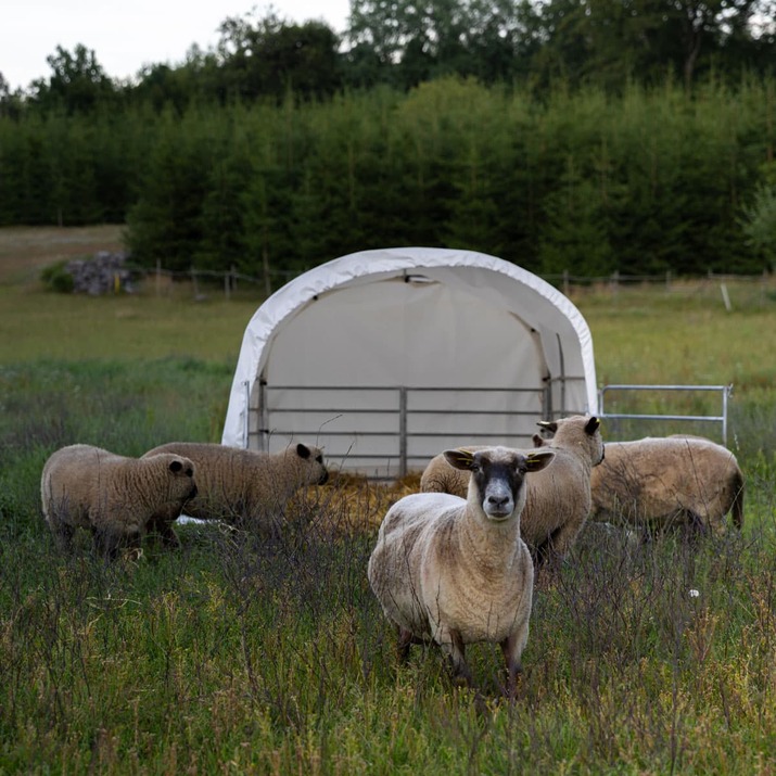 Wind shelter for sheep