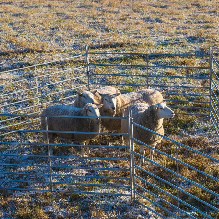 Sheep gate 1.5 m