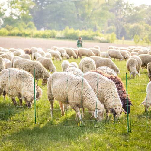 Sheep netting 50 m, 108 cm, incl. 14 posts