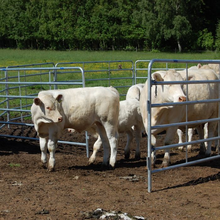 Moveable gate with latch and chain