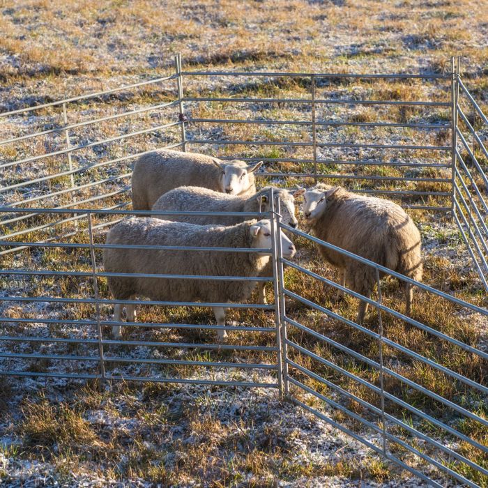 Sheep gate 2.0 m